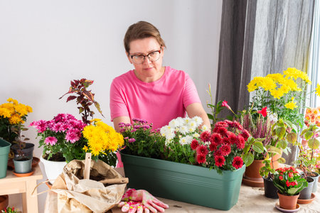 Mature woman, 50, carefully transplanting chrysanthemums into pots, preparing her terrace for autumn with beautiful flowersの写真素材