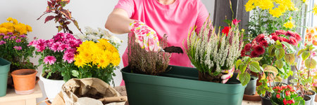 Mature woman, 50, carefully transplanting heather into pots, beautifully decorating her balcony with colorful fall flowers, bannerの写真素材