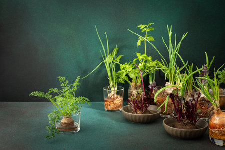 Growing from organic waste, sprouting carrots and beets at home, healthy and tasty vegetable haulm on the greens backgroundの写真素材
