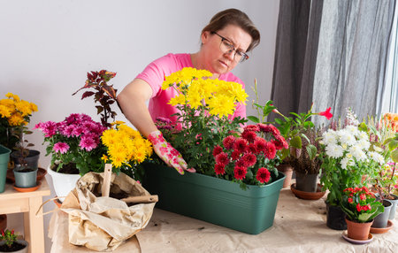 Mature woman, 50, carefully transplanting chrysanthemums into pots, preparing her terrace for autumn with beautiful flowersの写真素材