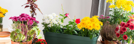 Planting chrysanthemums, heather, and other fall flowers in pots adds natural beauty to your balcony or terrace, enhancing your outdoor decor for the season, bannerの写真素材