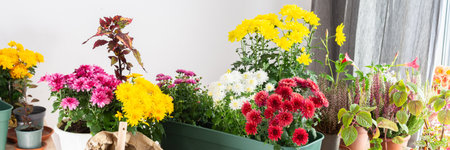 Planting chrysanthemums, heather, and other fall flowers in pots adds natural beauty to your balcony or terrace, enhancing your outdoor decor for the season, bannerの写真素材