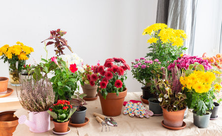 Decoration terrace with vibrant fall flowers like chrysanthemums and heather in pots, creating a cozy colorful outdoor environment for autumnの写真素材
