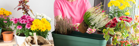 A 50-year-old woman gardening, transplanting autumn heather flowers into pots, creating a charming atmosphere on her terrace for autumn, bannerの写真素材