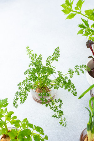 Growing from organic waste, sprouting carrots and beets at home, onions and celery and garlic, useful and tasty vegetable haulmの写真素材