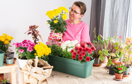 Woman 51 years old transplanting autumn flowers chrysanthemums and heathers into pots and holding a pot with a chrysanthemum smiling, decorating a home terrace or balcony with flowersの写真素材