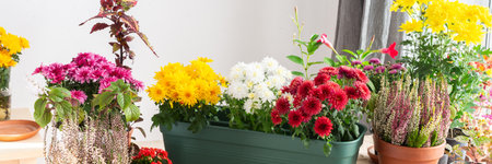 Planting chrysanthemums, heather, and other fall flowers in pots adds natural beauty to your balcony or terrace, enhancing your outdoor decor for the season, bannerの写真素材