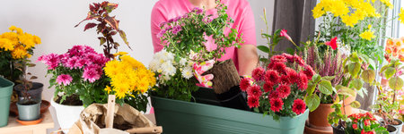 A 50-year-old woman gardening, transplanting colorful chrysanthemums into pots, decorating her balcony for fall, bannerの写真素材