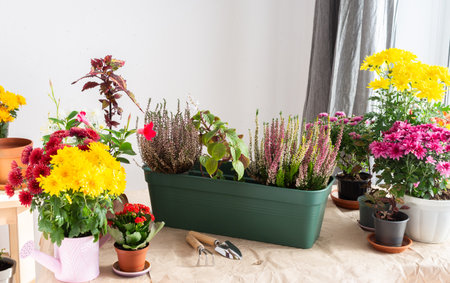 Decoration terrace with vibrant fall flowers like chrysanthemums and heather in pots, creating a cozy colorful outdoor environment for autumnの写真素材