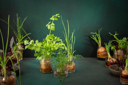 Growing from organic waste, sprouting carrots and beets at home, onions and celery and garlic, healthy and tasty vegetable haulm on the greens backgroundの写真素材
