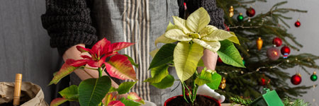 A cozy holiday scene with a man repotting Poinsettia flowers by a Christmas tree, capturing the essence of festive spirit and home gardening during the Christmas seasonの写真素材
