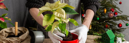 Transplanting vibrant Poinsettia flowers into a new pot, a man works next to a festively decorated Christmas tree, bringing seasonal cheer and home gardening into the holiday celebrationの写真素材