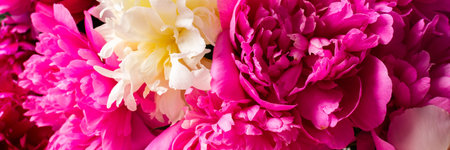 A vibrant arrangement of pink and white peonies showcases their lush petals. This floral display brings energy and beauty to any celebration or home decor setting, bannerの写真素材