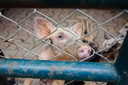 Pig in cageの写真素材