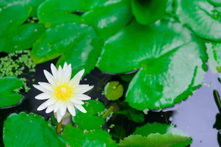 SINGLE WHITE LOTUS WITH YELLOW POLLEN IN THE POOLの写真素材