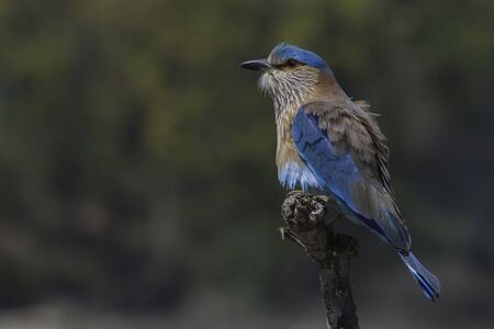 India rollerの写真素材