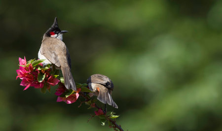 Red-whiskered bulbul