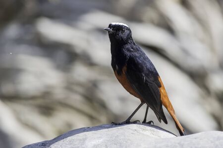 White-capped redstartの写真素材