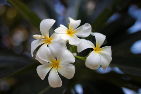 frangipaniの写真素材