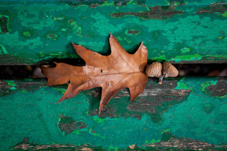 Color picture of acorn under a bench in a parkの写真素材