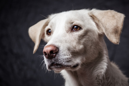 Color portrait of a cute dog in a studioの写真素材