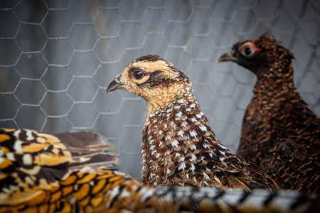 Colour horizontal picture of caged female pheasants