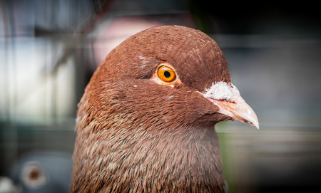 Colour horizontal picture of a dove's headの写真素材