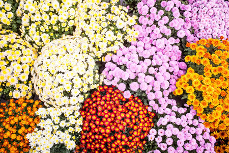Colour picture of a bunch of flowers in a nurseryの写真素材