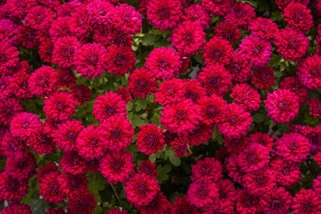 Colour picture of a bunch of flowers in a nurseryの写真素材