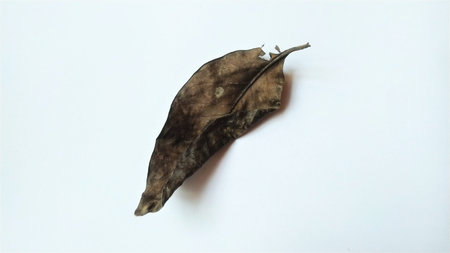 A single dry brown leaf lies withered on a clean white background, conveying natural decay and an...