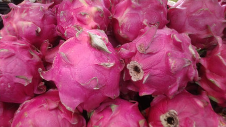 A vibrant pile of fresh exotic dragon fruit with striking pink skin and unique scales is captured in natural light, perfect for healthy food and tropical lifestyle promotions.の写真素材