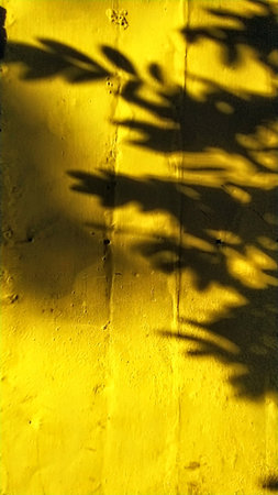 Shadow of a tree on a yellow rustic wall, closeup of photoの写真素材