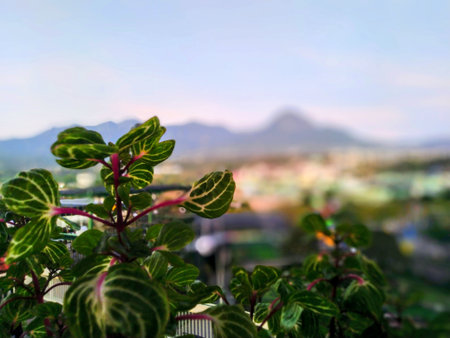 macro detailed focus of green lush leaves with blurred mountain backgroundの写真素材