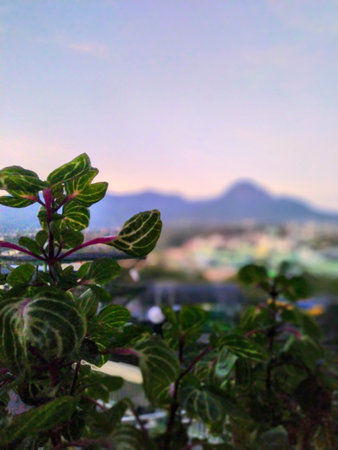 close-up detailed focus of green lush leaves with blurred mountain backgroundの写真素材