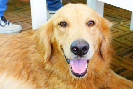 Golden Retrieverの写真素材