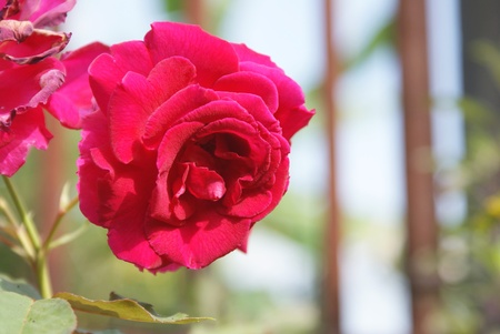 Red Roseの写真素材