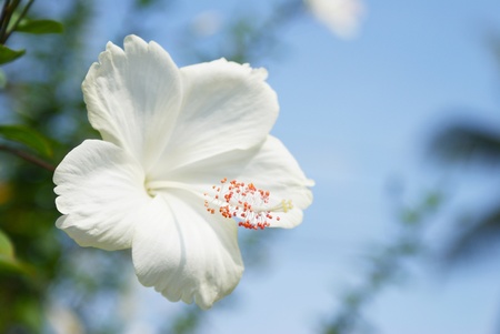 White Chinese Roseの写真素材