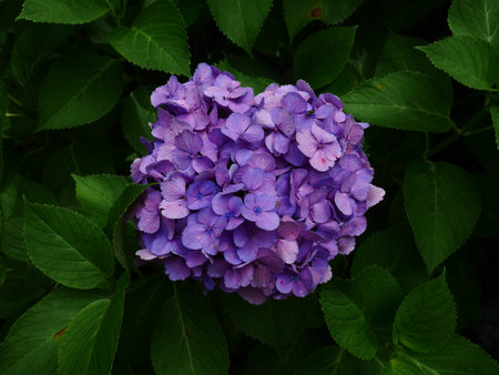 violet hydrangea