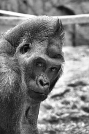 Silver back Gorillaの写真素材