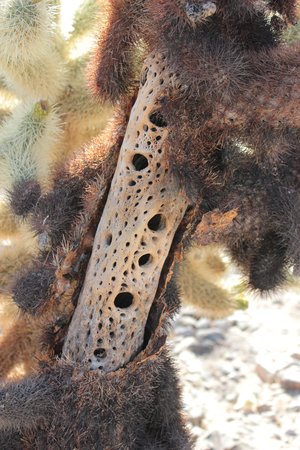 Skeletal remains of a Teddy-bear Cholla cactiの写真素材