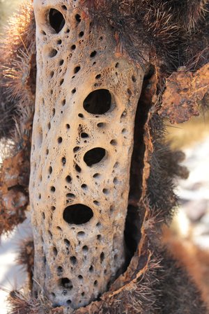 Skeletal remains of a Teddy-bear Cholla cactiの写真素材