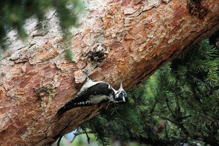 woodpecker on a tree in Great Basin National Parkの写真素材