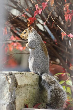 gray squirrel standing on a stone fenceの写真素材