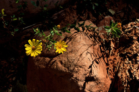 Yellow wildflower against the orange sandstone rock