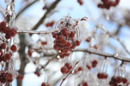 Red berries covered in iceの写真素材