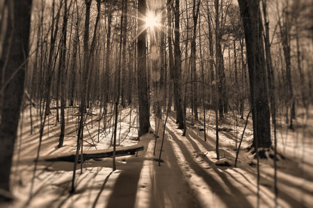 Sun shining through trees on the Appalachian trail