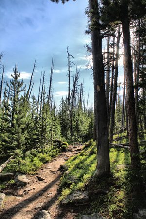 A trail with the shadows of old trees