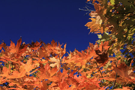 Orange leaves up against a dark blue sky