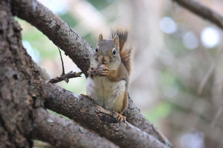 A little squirrel on a branch