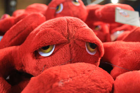 Sad eyed stuffed Lobsterの写真素材